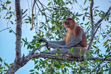 Proboscis monkey (Nasalis larvatus) - long-nosed monkey (dutch monkey) in his natural environment in the rainforest on Borneo (Kalimantan) island with trees and palms behind