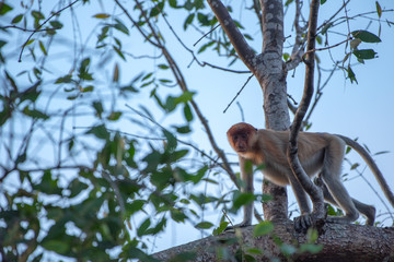 Proboscis monkey (Nasalis larvatus) - long-nosed monkey (dutch monkey) in his natural environment in the rainforest on Borneo (Kalimantan) island with trees and palms behind