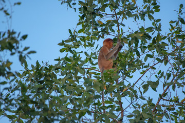 Proboscis monkey (Nasalis larvatus) - long-nosed monkey (dutch monkey) in his natural environment in the rainforest on Borneo (Kalimantan) island with trees and palms behind
