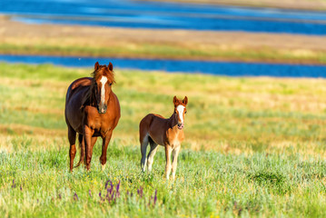 Fototapeta premium Wild horses grazing on summer meadow