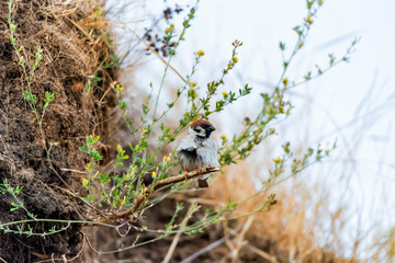 Eurasian Tree Sparrow or Passer montanus on twig.