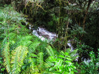 Fototapeta premium River water flow in the wild jungle of the Andes mountains along the Inca Trail. Peru. South America. No people.