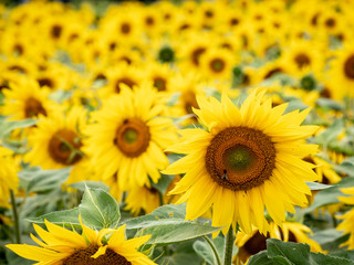 Naklejka premium Viele Sonnenblumen auf einem Feld
