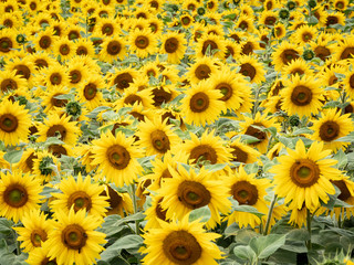 Viele Sonnenblumen auf einem Feld