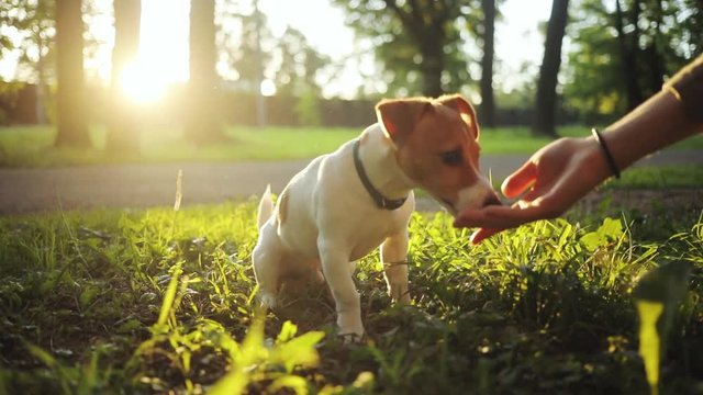 Cute pet sitting on green grass in beautiful park. Nice dog eating from hand, licking hand. Summertime. Outdoors. Jack russell terrier.