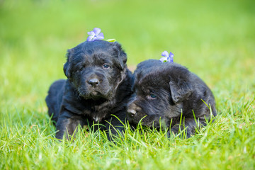 Two small black Labrador retriever puppy lying on a green lawn