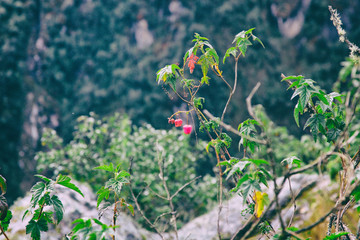 Flowers on the wild jungle of the Inca Trail. Peru. South America No people.