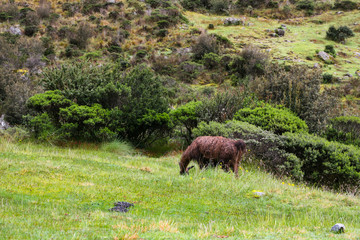 Lonely brown Alpaca eating green grass on the Andes mountains along the historical Inca Trail stone path to Machu Picchu. Peru, South America. No people.