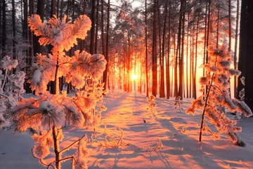 Photo sur Plexiglas Hiver Forêt d& 39 hiver ensoleillée