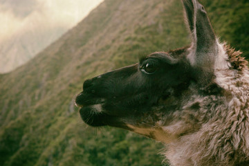 Lonely Llama, also called Alpaca, eating on ancient Inca farming terrace on the Inca Trail to Machu Picchu. Peru, South America. No people.