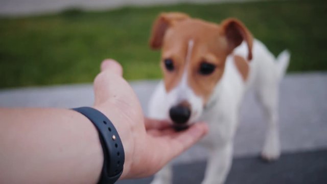 Cute Puppy Eating Dog Food From Hand Of Young Caucasian Man. Pretty Pet Looking At Camera, Chewing, Licking Fingers Of Owner. Jack Russell Terrier. Summertime.