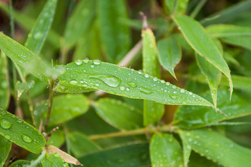 closeup of rain drops on bamboo leaves