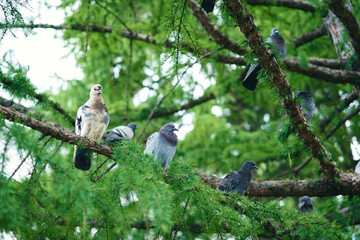 pigeons on a branch in the garden