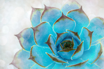 Bright green-blue cactus succulent on soft light gentle focus background. Beautiful natural cactus,...
