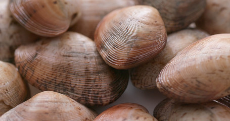Raw uncooked clam