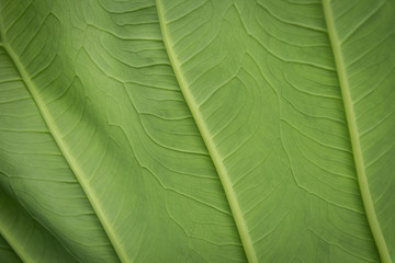 Close up of leaf veins on the elephant ear plant, Pokhara, Nepal