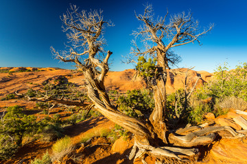 Scenery at Delicate Arch, Arches National Park, Utah, on a bright sunny day
