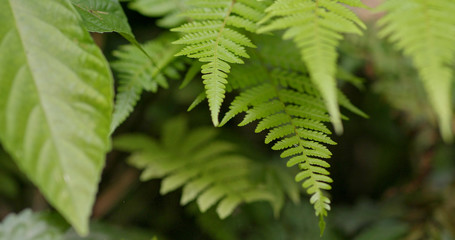 Green plant fern