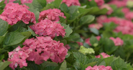Pink hydrangea flower farm