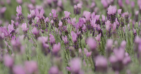 Purple Lavender garden