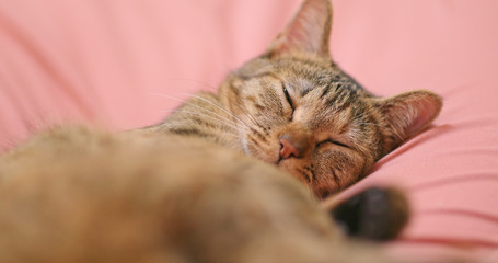 Cat sleeping on couch