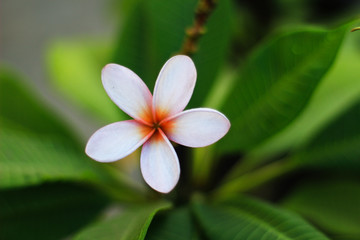 Fototapeta na wymiar Frangipani Flower