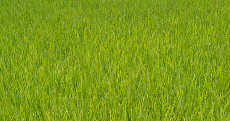 Paddy rice field