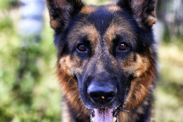 Muzzle of a Dog German Shepherd. Attention on the eyes