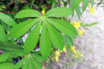 Green leaf with water drap in the garden