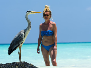 Fischreiher (Ardea cinerea) steht auf einer Uferbefestigung Unfernähe und wird von einer Frau...