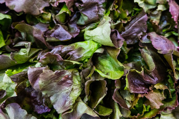 City market stall with fresh red and green lettuce . Rome. Europe. No people.