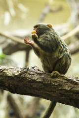 Pygmy marmoset (Cebuella pygmaea).