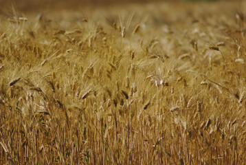 Campo di grano