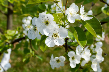 Pear orchard with tree in full flower.
