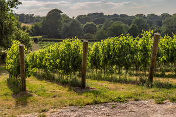 A vineyard in Sussex on a sunny summer's evening
