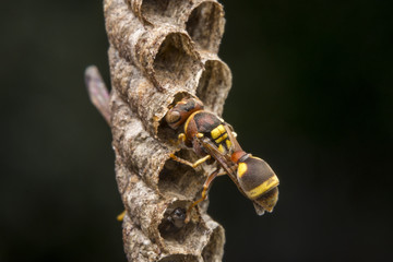 Ropalidia fasciata- paper wasp