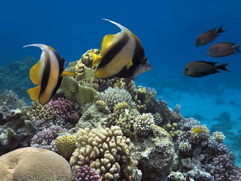 Pennant coralfish, longfin bannerfish, reef bannerfish.