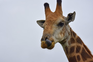 Giraffe