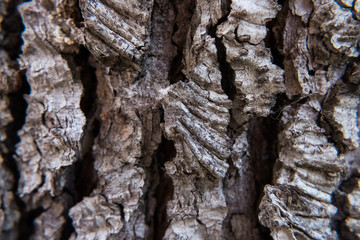 Perfect wallpaper of nature details. Wood tree trunk texture background image.