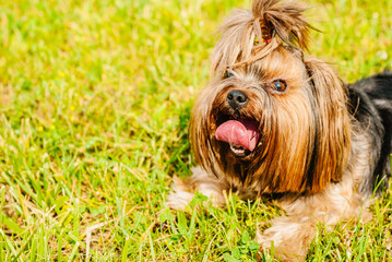 Beautiful Yorkshire Terrier Dog on the green grass