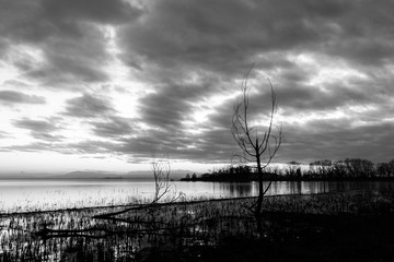 Moody lake shore at sunset, with sun light reflecting on water, and skeletal trees