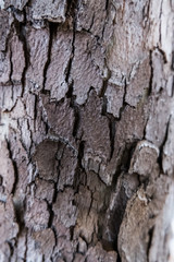Vertical view of nature texture of a tree trunk wood. No people.