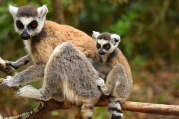 Lemur
