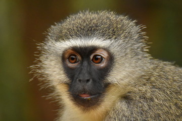 Grünmeerkatze