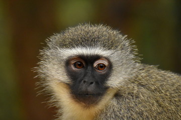 Grünmeerkatze