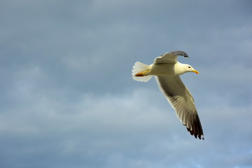 Möwe