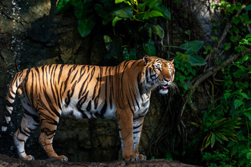 Fototapeta premium Side view of a portrait of tiger.