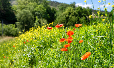 poppies in the countryside in summer