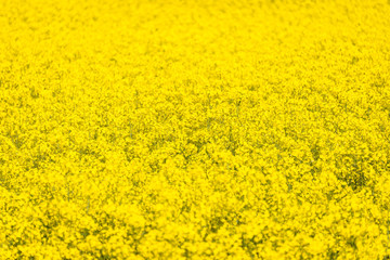 Obraz premium Close up view of canola field in the Barossa Valley, South Australia.
