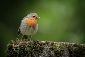 British robin